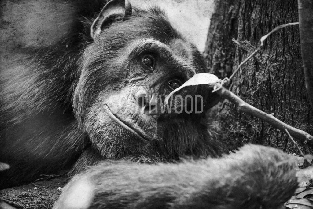 Kibale Chimp - © Dave Southwood