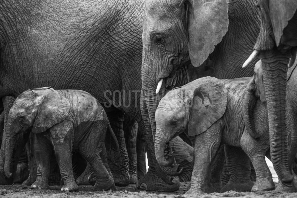 Elephant Family - © Dave Southwood