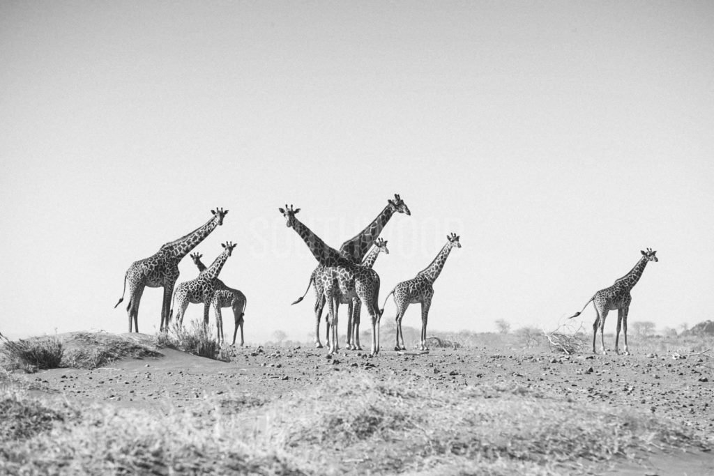 Giraffe 2 - © Dave Southwood
