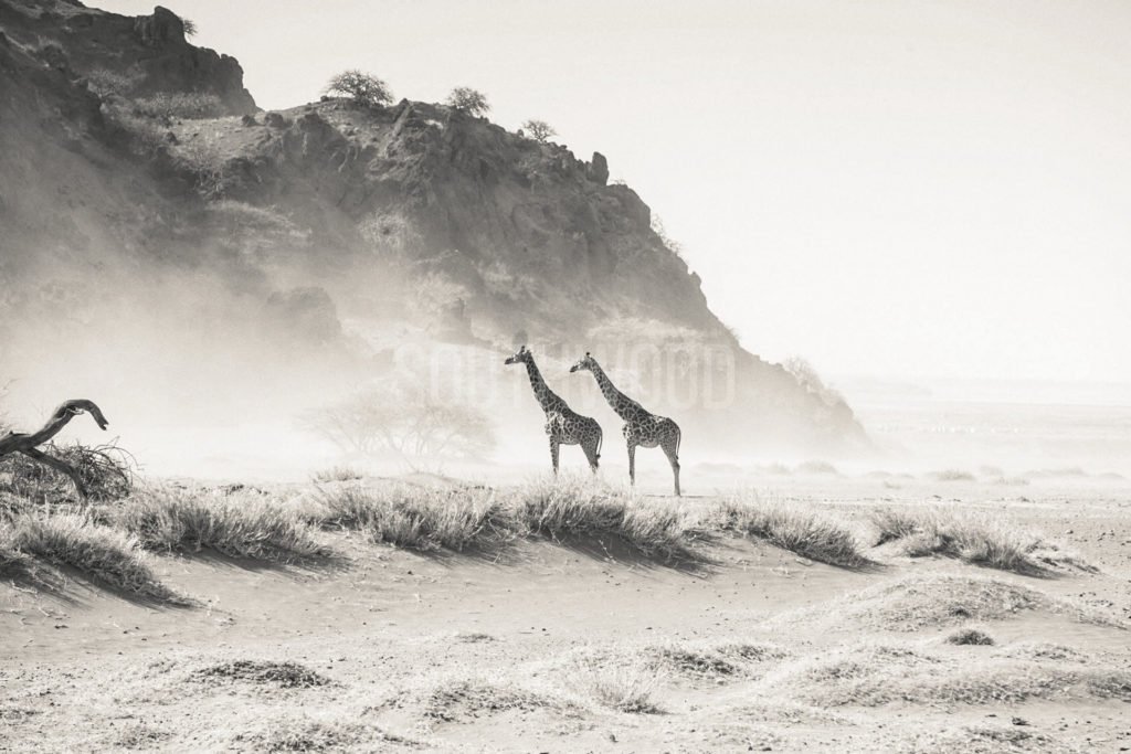 Giraffe Natron 1 - © Dave Southwood