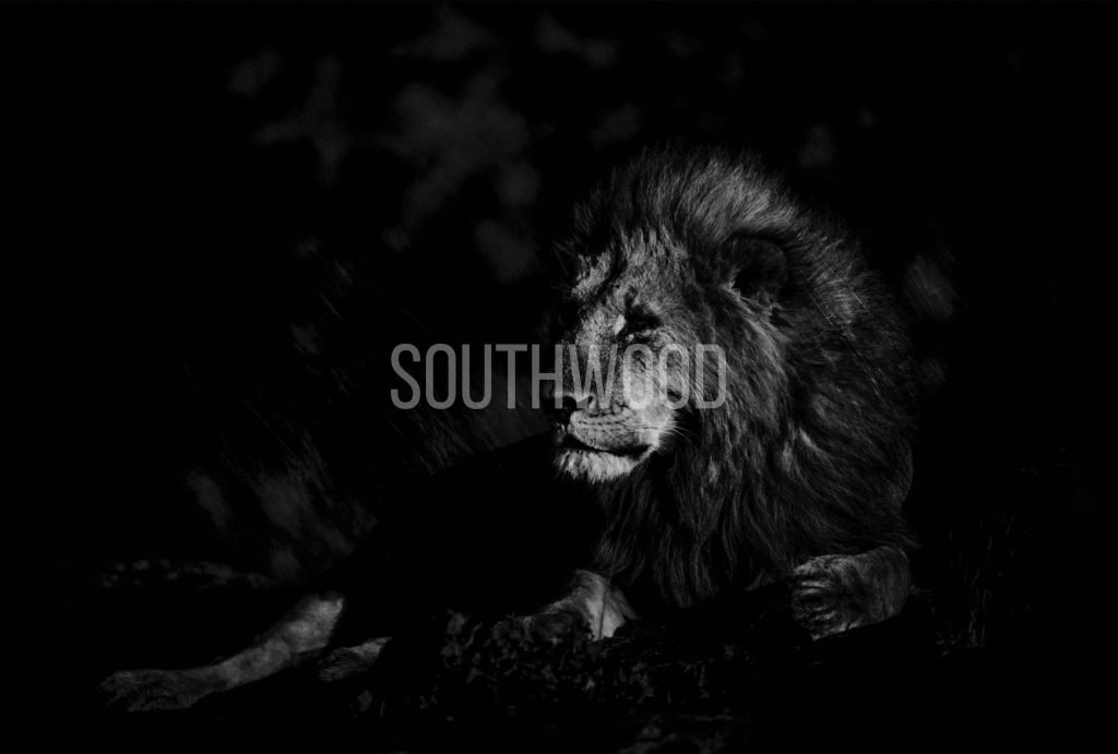 Lion Light - © Dave Southwood