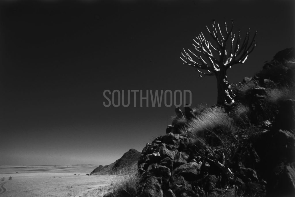 Wolwedans - © Dave Southwood