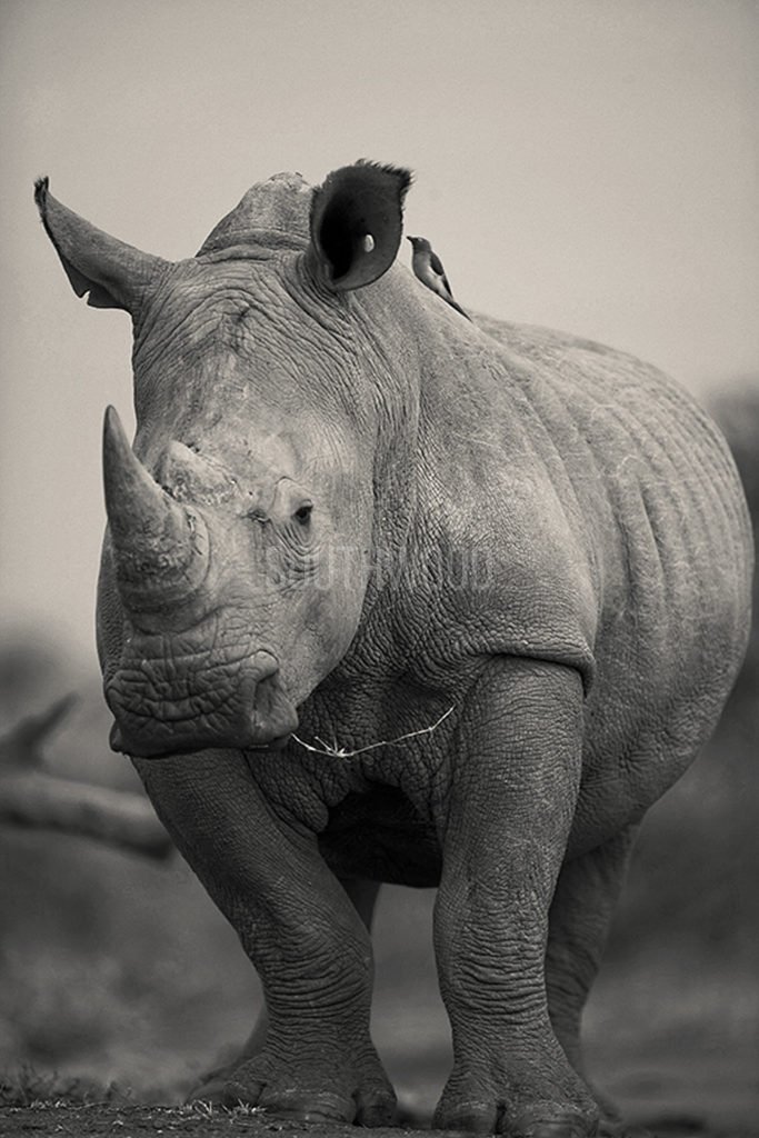 Rhino Madikwe 2016 - © Dave Southwood