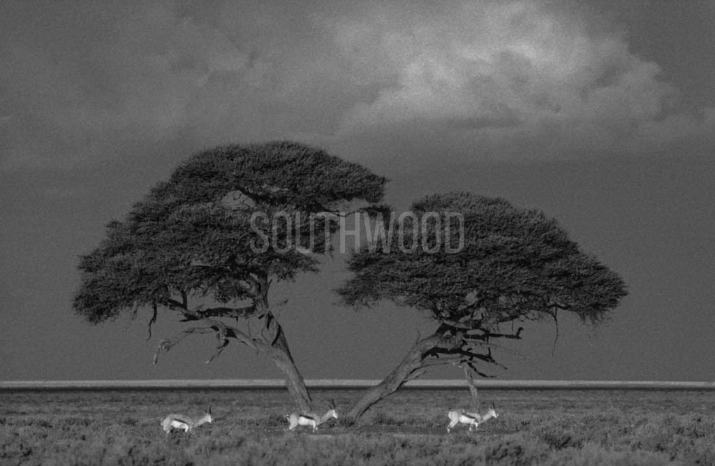 Springbok Etosha - © Dave Southwood