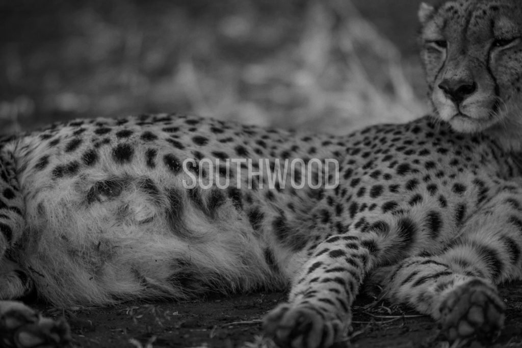 Cheetah - © Dave Southwood