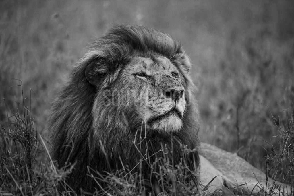 Lion At Acacia Camp 2 - © Dave Southwood