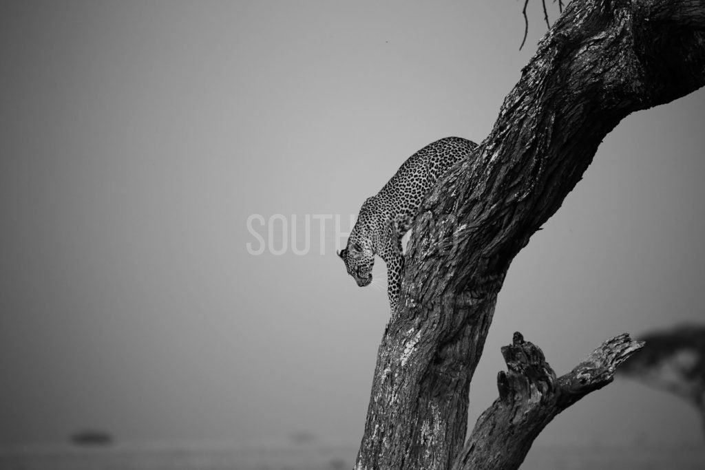 Central Serengeti Leopard - © Dave Southwood