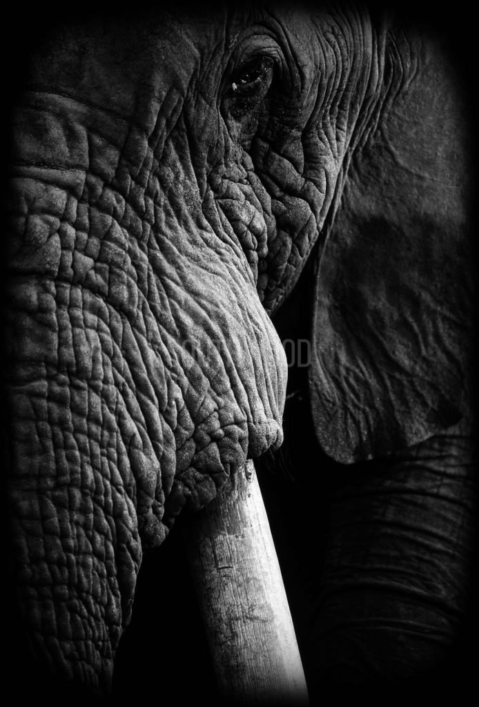 Elephant 2 - © Dave Southwood