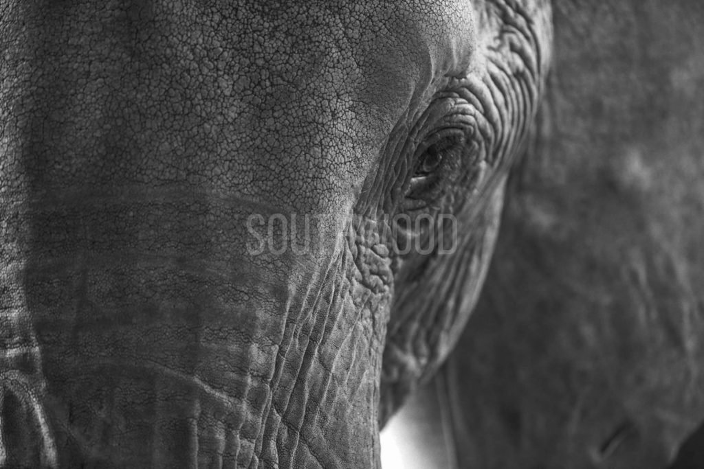 Tsavo Elephant - © Dave Southwood