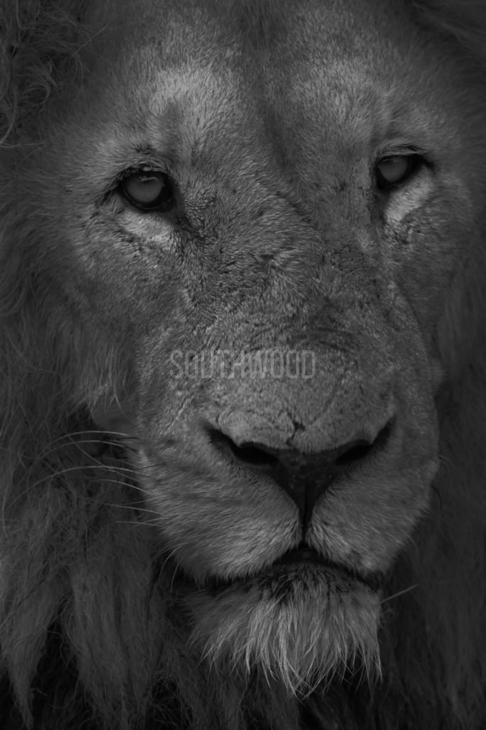 Lion Stare - © Dave Southwood