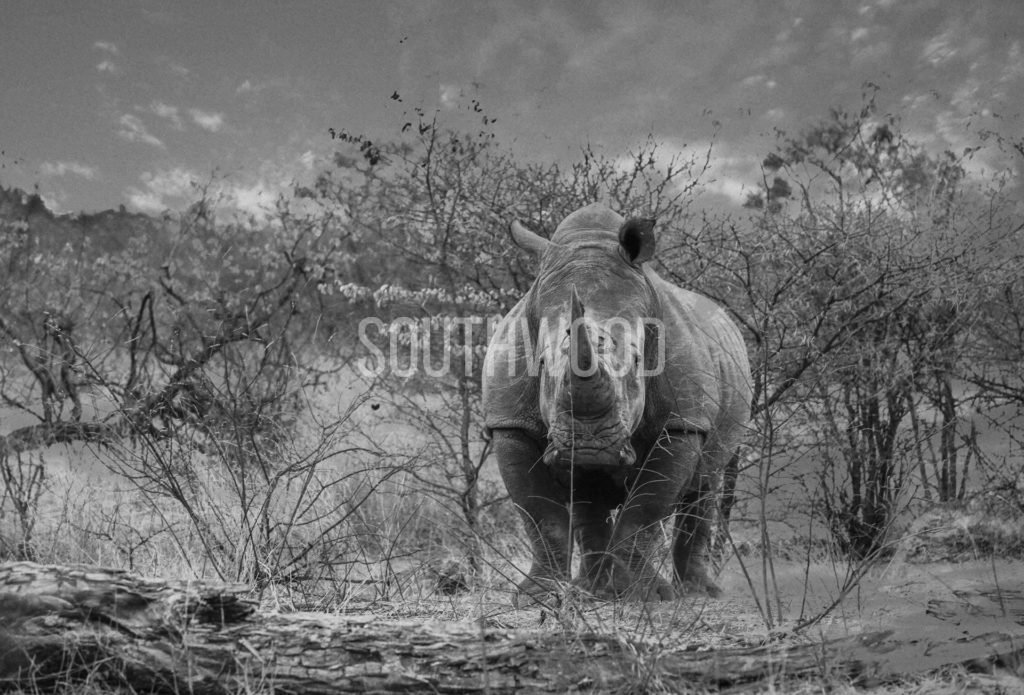 Rhino Close - © Dave Southwood