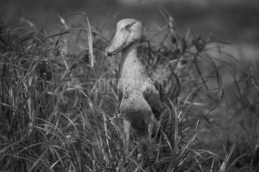 shoebill1 - © Dave Southwood