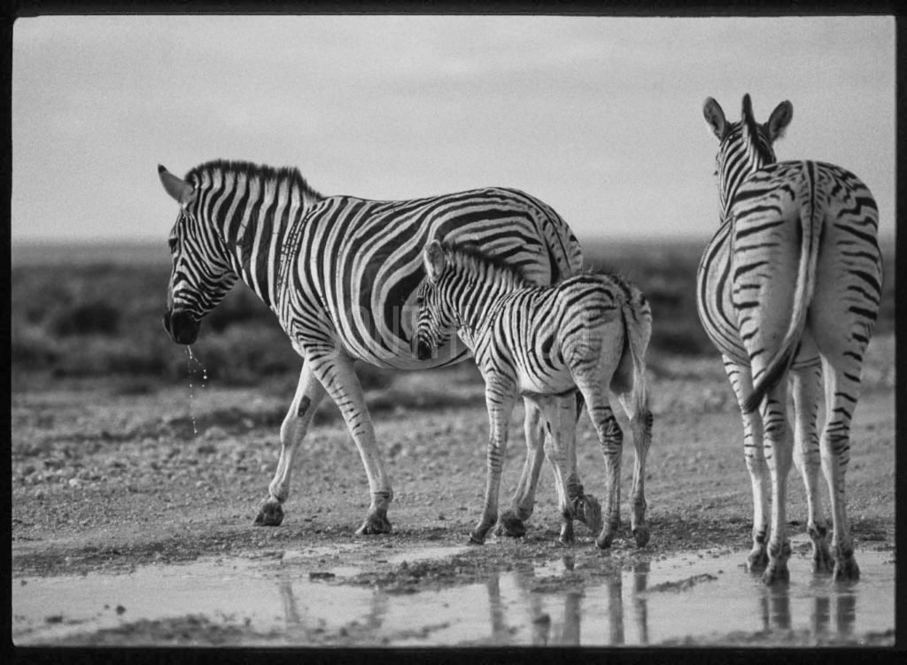 Zebra Mother And Foal - © Dave Southwood