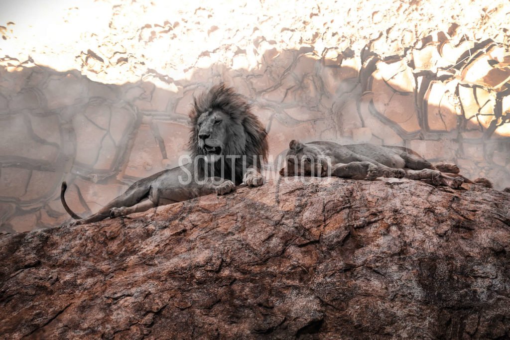 Serengeti Lion - © Dave Southwood