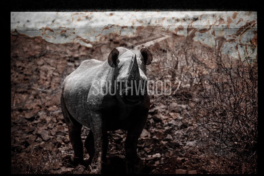 Rhino Watch - © Dave Southwood