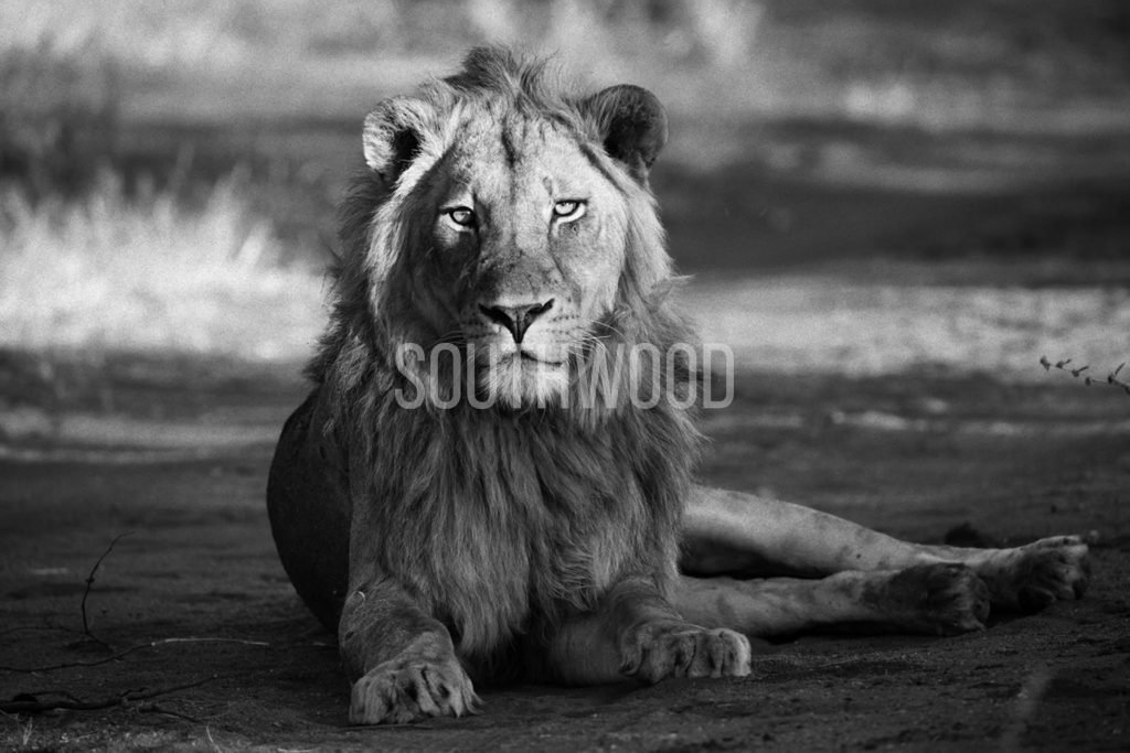 Lion Male Tuli - © Dave Southwood