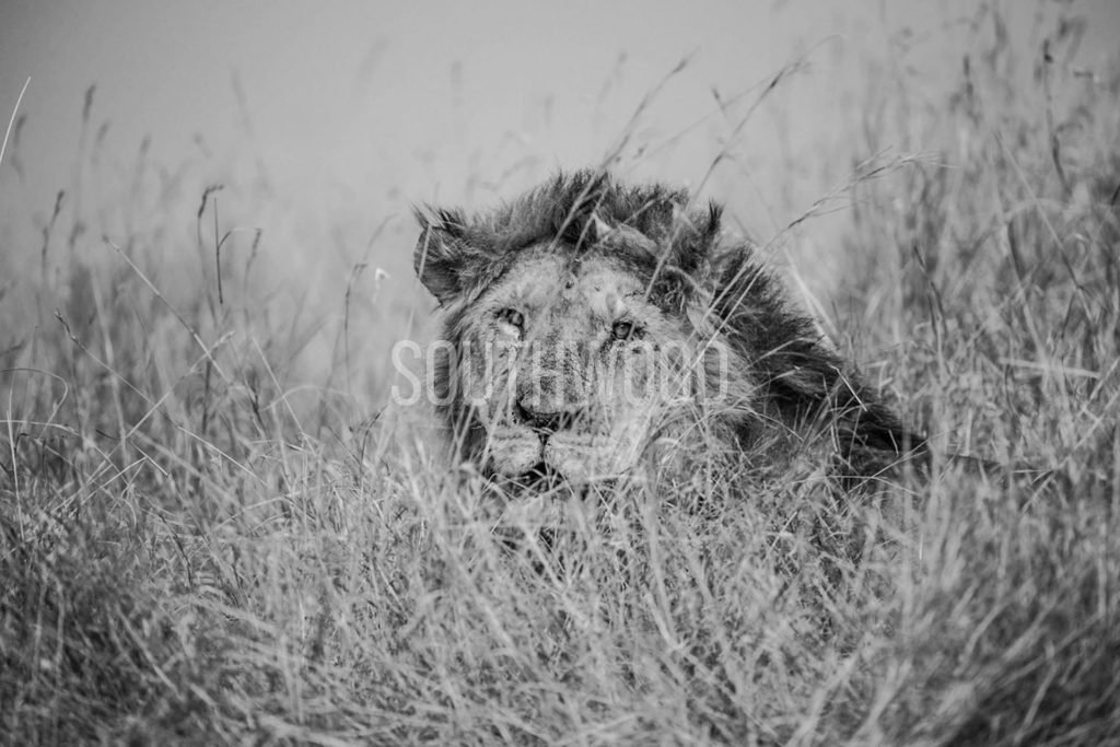 Masai Lion - © Dave Southwood